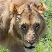 Close-up of a lion staring ahead.